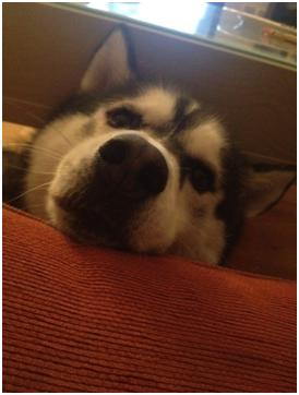 puppy eyes