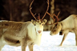 1 reindeer
